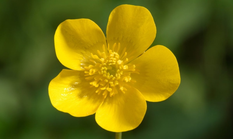 Buttercup 
