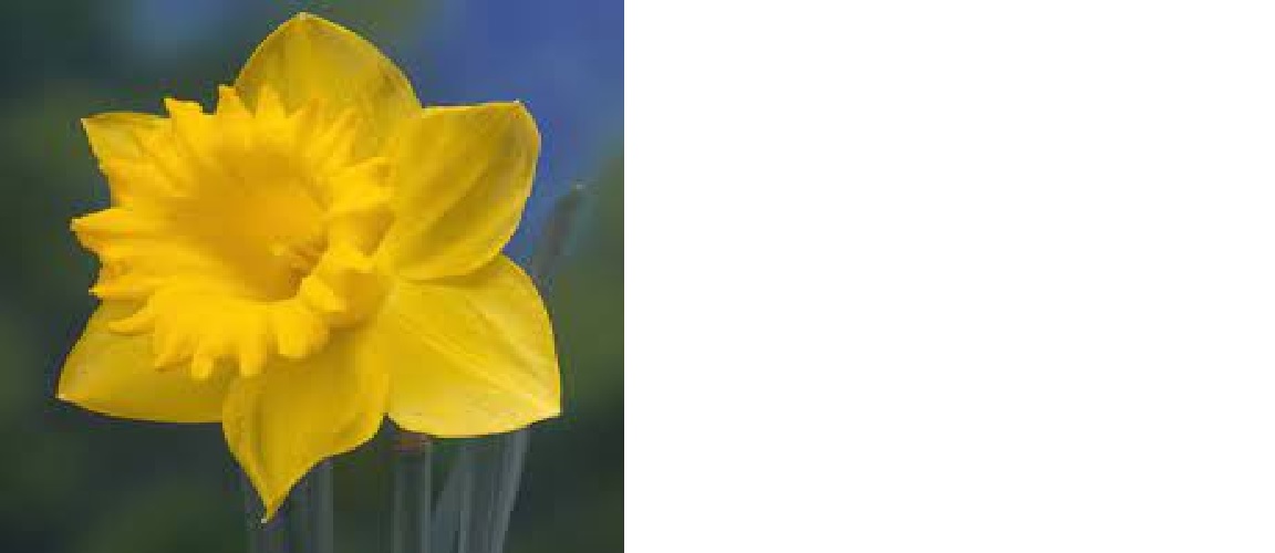 Daffodil 