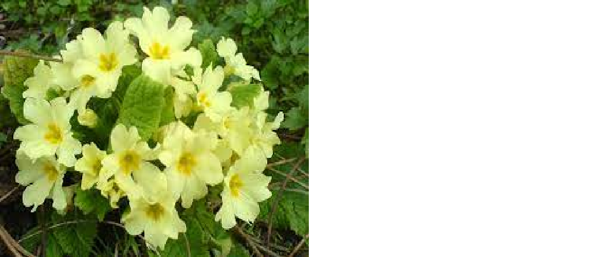 Primrose