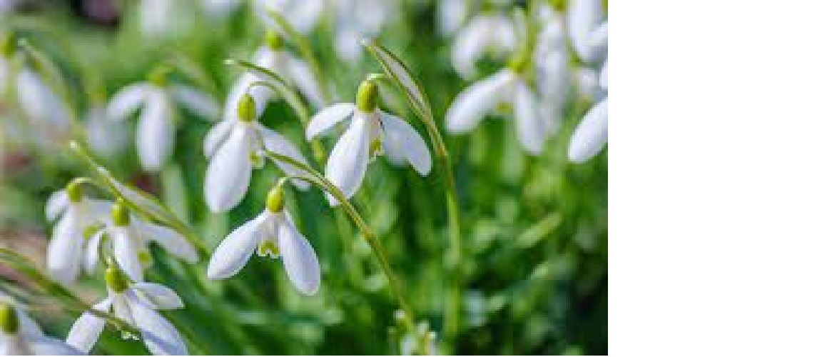 Snowdrop 
